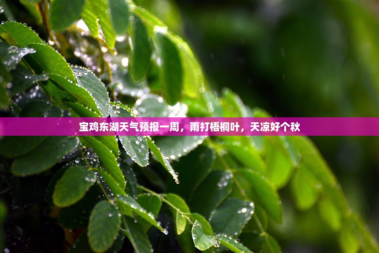 宝鸡东湖天气预报一周，雨打梧桐叶，天凉好个秋