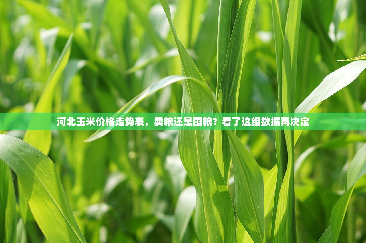 河北玉米价格走势表，卖粮还是囤粮？看了这组数据再决定
