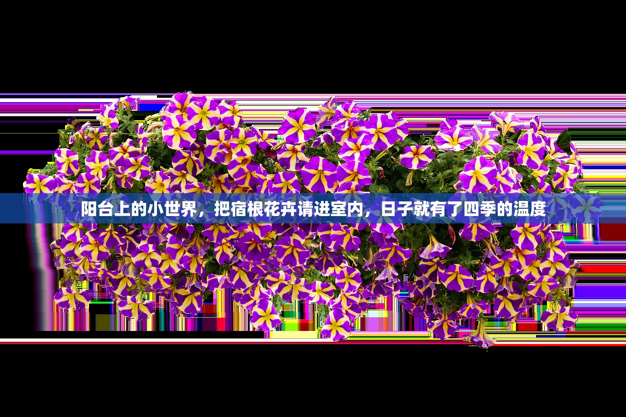 阳台上的小世界，把宿根花卉请进室内，日子就有了四季的温度