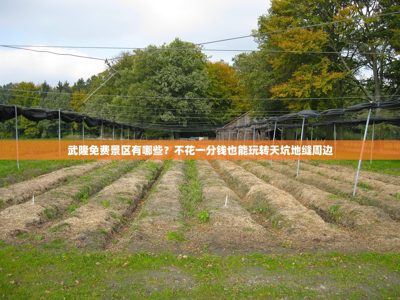 武隆免费景区有哪些？不花一分钱也能玩转天坑地缝周边
