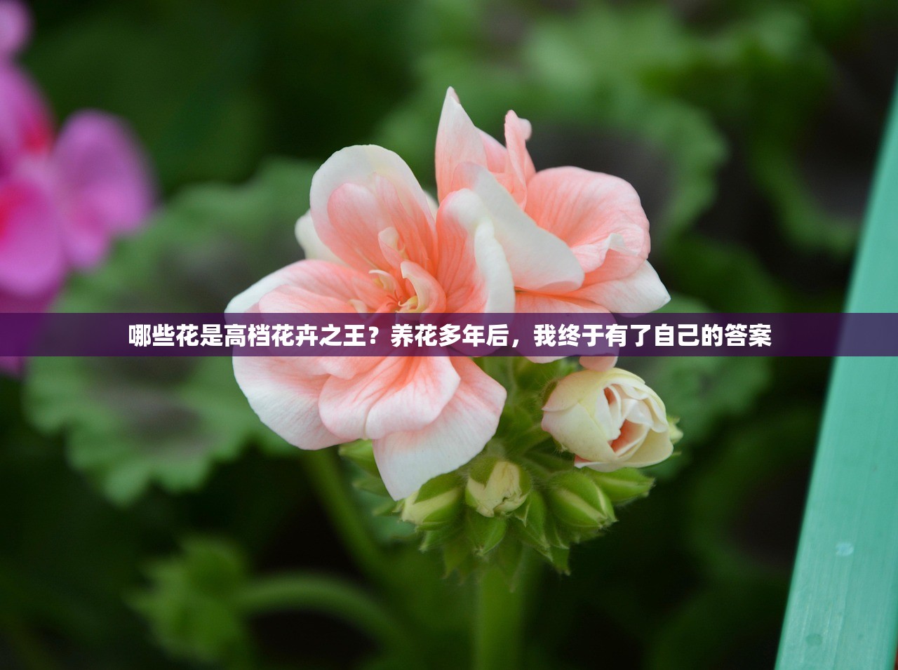 哪些花是高档花卉之王？养花多年后，我终于有了自己的答案
